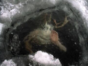 Icewater