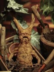 Mandrake