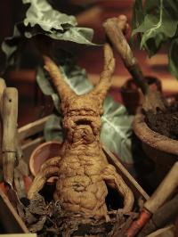 mandrake monster wiki fandom powered by wikia mandrake monster wiki fandom powered by wikia