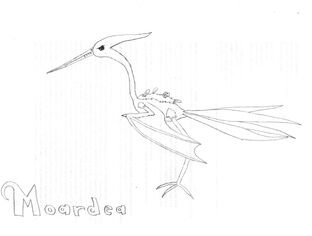 Moardea