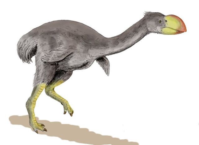 Datei:Dromornis.jpg