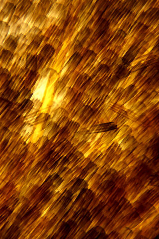 File:Microscopic-feathers-marcus-kett.jpg