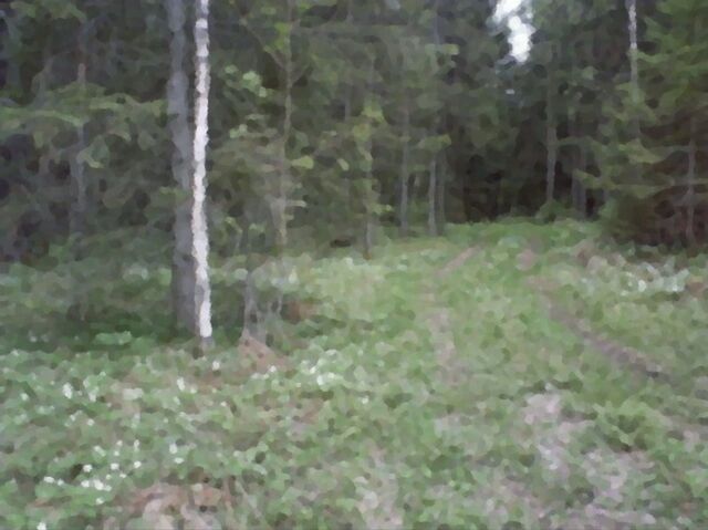 File:Forest.jpg