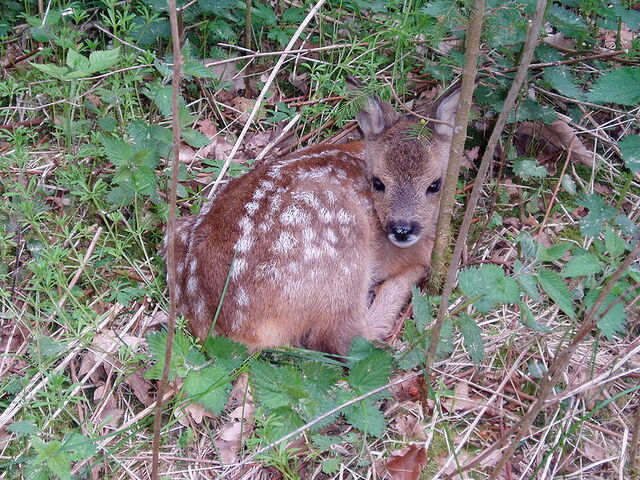 File:Deer.jpg