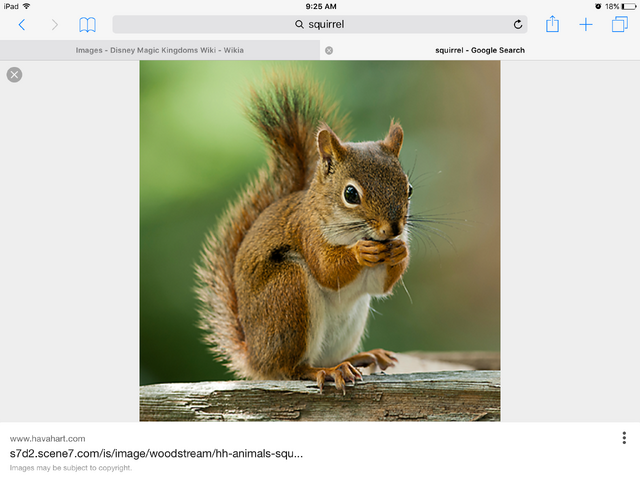 File:Is it a squirrel.png
