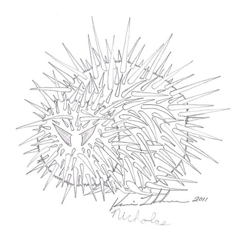 File:Cactaquill.jpg