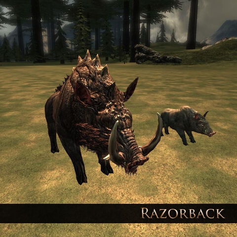 File:Razorback 1.jpg
