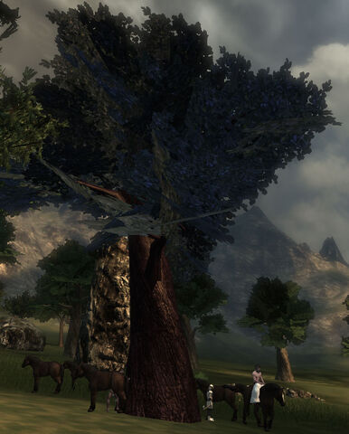 File:Ironwood Tree.jpg