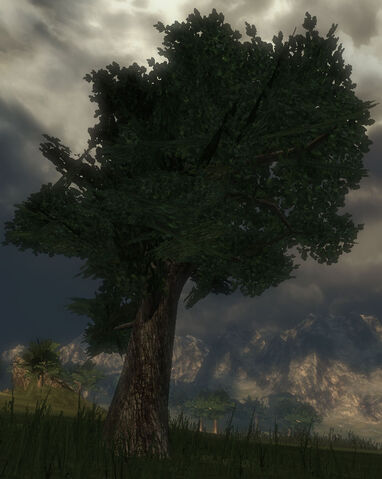 File:Greywood Tree.jpg