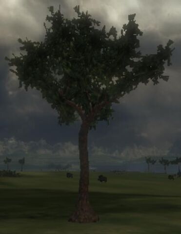 File:Whitewood Tree.jpg
