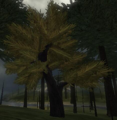File:Blackwood Tree.jpg