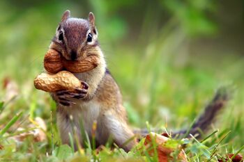 Squirrel-nut-cute-animal-nature-grass-1920x1280