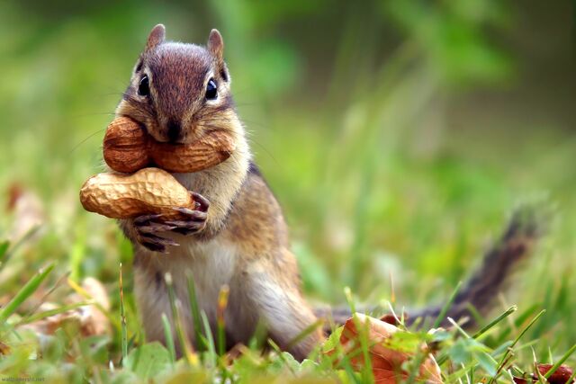 File:Squirrel-nut-cute-animal-nature-grass-1920x1280.jpg