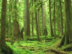Forest