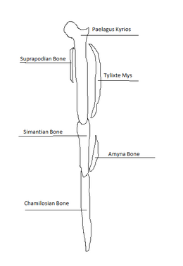 Yuharon Whole Leg (bones)