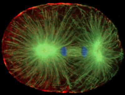 File:Cell-division-20550.jpg