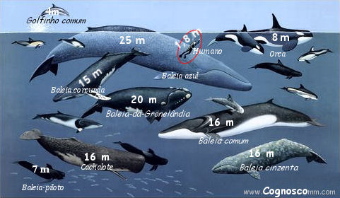 Resultado de imagem para baleia azul gigante