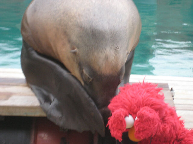 File:ElmoSeaWorldGoldCoast.jpg