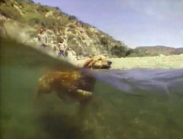 File:Song.doggypaddle.jpg
