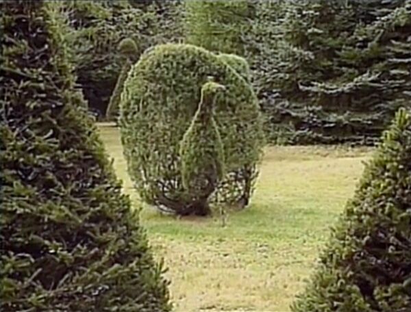 File:Peacock-bush.jpg