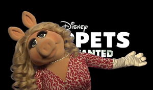 Piggy glamour