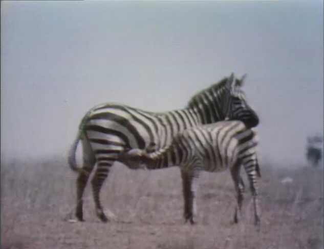 File:Babyzebra.jpg