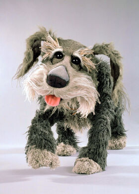 Sprocket Dog Breed Sprocket Dog Breed