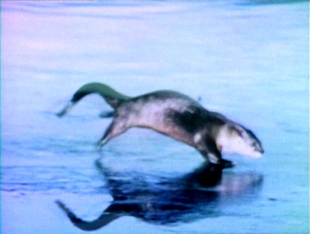 File:Itsanotter.jpg