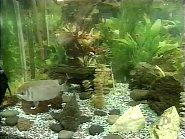 File:PSSong-Acuario.jpg