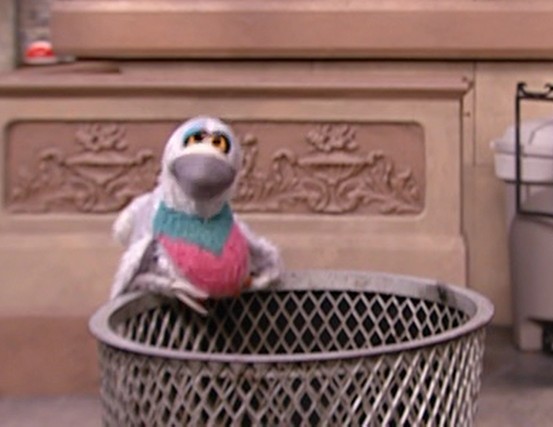 File:Pigeon.jpg