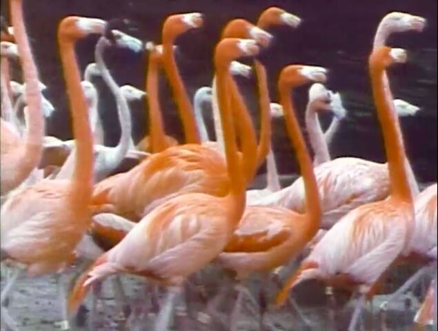 File:Film.Flamingos.jpg