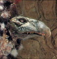 Thumbnail for version as of 20:34, January 19, 2006