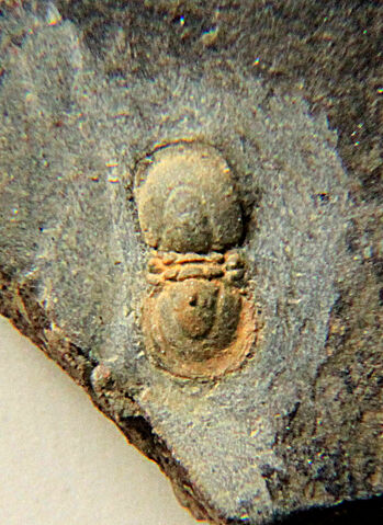 File:Waldorfstatleri.jpg
