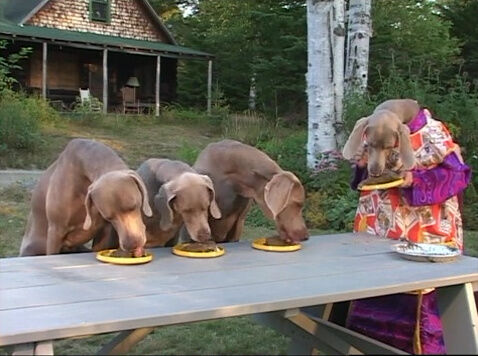 File:WegmanDogsMudPie.jpg
