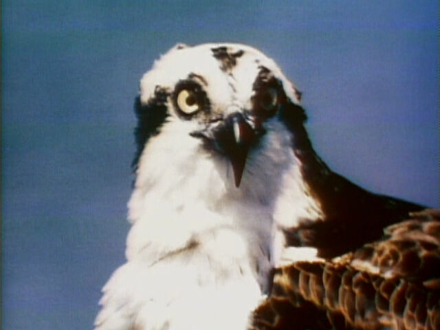 File:1576-Bird.jpg