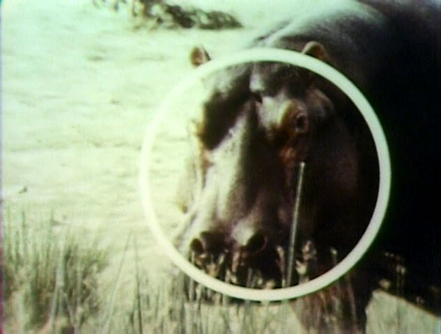 File:Song.hippopotamusround.jpg