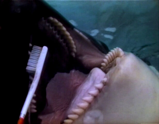 File:Whaleteeth.jpg