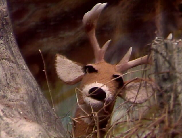 File:Deer.jpg