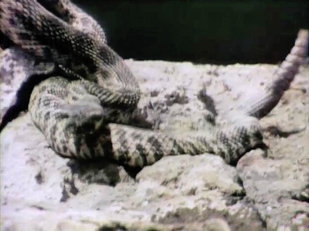 File:1272-Snake.jpg