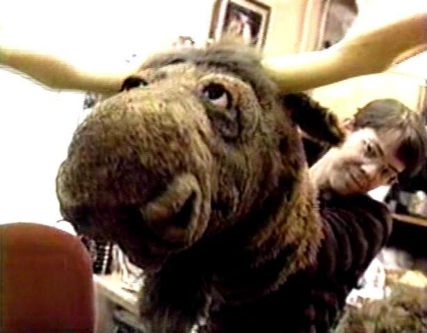 File:Moose.jpg