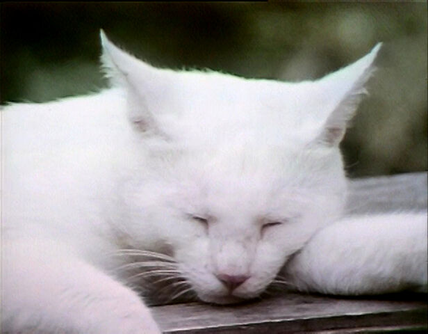 File:Everybodysleeps.jpg