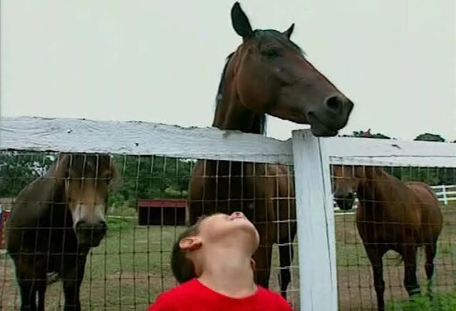 File:FarmAnimals.jpg