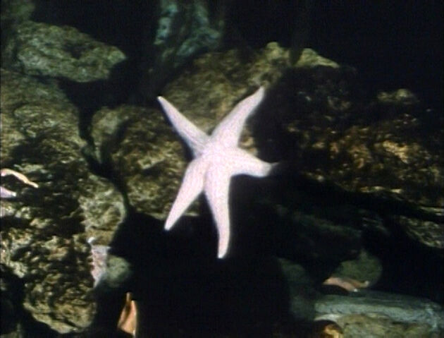 File:Starfishrefilmed.jpg
