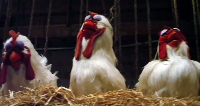 File:Eyelids-chickens-m11.jpg