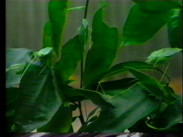 File:Vlcsnap-2016-04-17-10h13m35s195.png