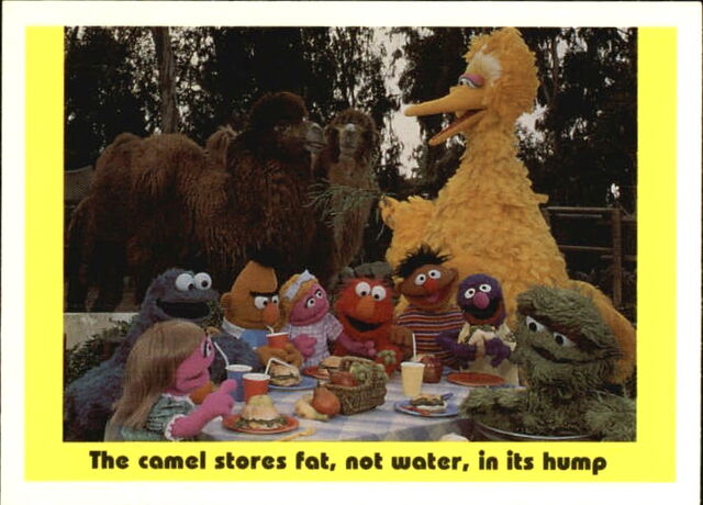 File:1992 sesame trading cards 89.jpg