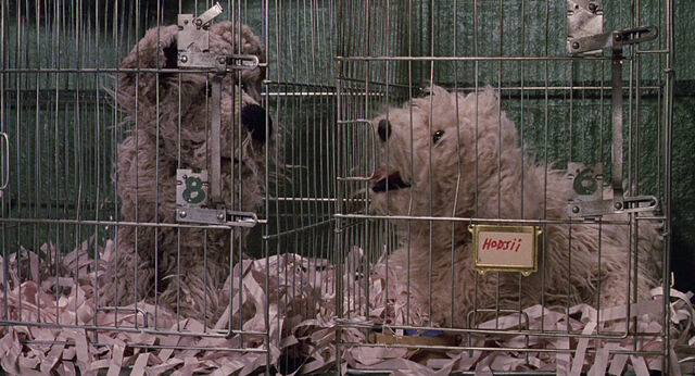 File:MTM dogs 02.jpg