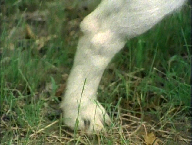 File:Closer.Dog.jpg