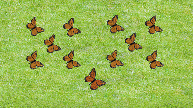 File:11-Butterflies.png