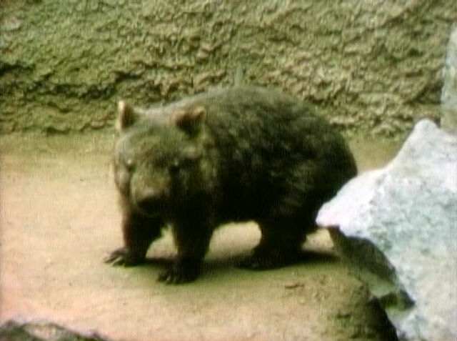 File:Wombat.jpg